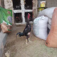 لاری