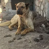 سگ سرابی نر۱۰ماهه.ازنسل قره باش یدان