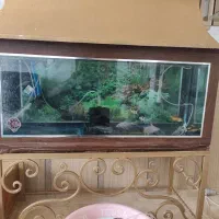 ماهی  کوی 7عدد  و پنکوس گیاه خوار 2عدد توافقی