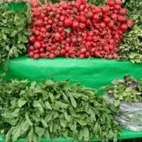 همکار خانم کاردر کارگاه سبزی مارکت