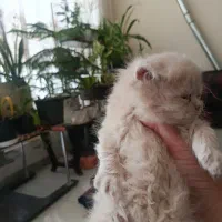 بچه گربه و مادر پرشین