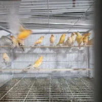 جوجه قناری