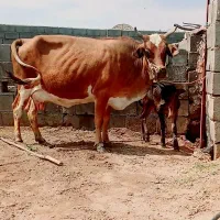 گاو با گوساله