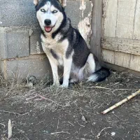 سگ حاسکی|سگ|کلاله, |دیوار