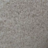 برنج کشت دوم طارم هاشمی