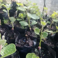 نهال کیوی هایوار طلایی