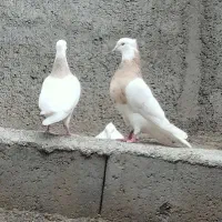 طوقی ناب