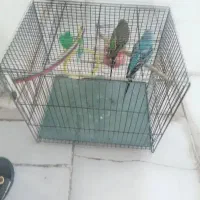 پرنده