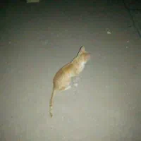 گربه خانگی