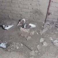 کبوتر|پرنده|نیشابور, قلعه نو|دیوار