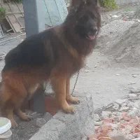 سگ ژرمن نر اصل