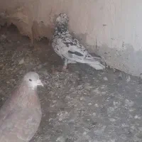 یگ‌ عدد عیودی زرد نر..