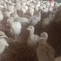 جوجه بوقلمون بیوتی 6 اصل زرین به شرط وزن گیری