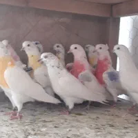 کبوتر جدید  رسید پرنده سرای اسمان پشت دادسرا
