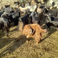 بز با بزغاله