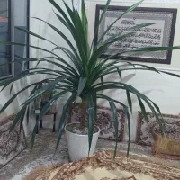 گل زینتی پانتانوس