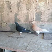نرو ماده خوشرنگ با ی جفت جوجه