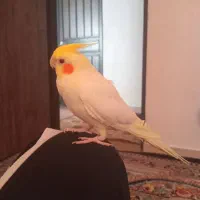 عروس هلندی فوق دستی  نر سخنگو