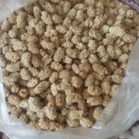 توت خشک ارگانیک شیرین وخوشمزه