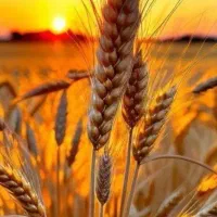 گندم   طبیعی متن پایین بخون