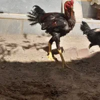 لاری خروس