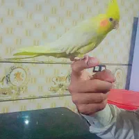 عروس هلندی ماده معاوضه باجوجه عروس هلندی نر