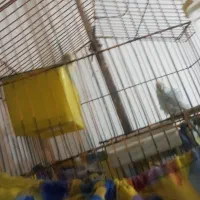 مرغ عشق دارم