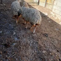 میش داشتی