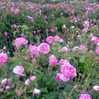 گل محمدی مخصوص خشک کردن و گلاب گیری