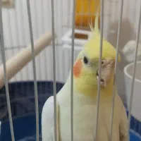 عروس هلندی نر