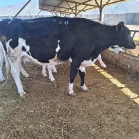 ماده گاو و نوبر ابستن