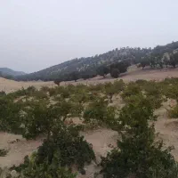 برگ انگور تازه به صورت عمده و جزیی