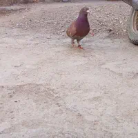 قرمزپرشی|پرنده|اسفرورین, |دیوار