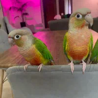 طوطی گرینچیک