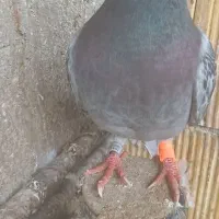 پرنده
