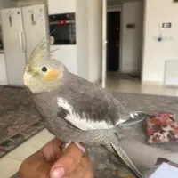 عروس هلندی دستی و رام