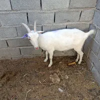 بز سانن