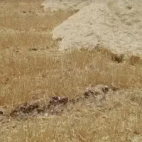 کاه دیمی