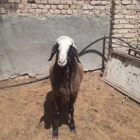 یک عدد بره نر به وزن ۵۵ تا۶۰کیلو