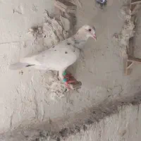 پنج تا جوجه پلاک ابی دارن  باخت خوردن