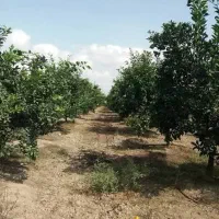 فروش-باغ-شهری