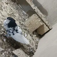 پرنده نقش و المانی
