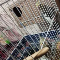 عروس هلندی  دوتا نر