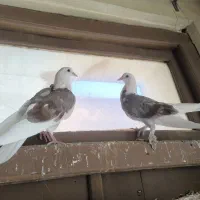 کبوتر پرشی