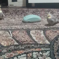 عروس هلندی جفت