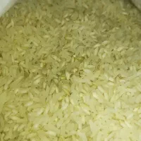 برنج عنبربو و کامفیروز