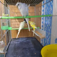 مرغ عشق پروانه ای مولد