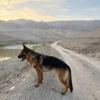 سگ ژرمن شپرد