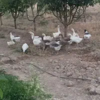 زمین-رشید-اباد