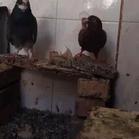 هرکس خریداره پیام بده